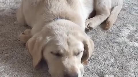 pet animals looking for well cats and dogs|living with children