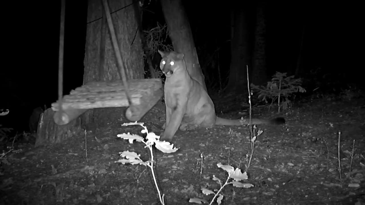 Mountain lion pushes swing and discovers physics.