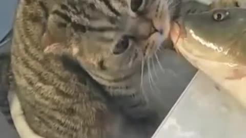 Cat and Fish 🐱🧡🐬Romantic😘Kiss Video💕Funny Animal. #shorts