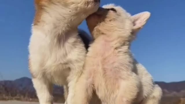 baby dogs _ cute and fanny dog video compilation 2022 🥰🥰😍😍