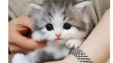 Baby Cats --Cute and Funny Cat Videos Compilation | funny cat videos