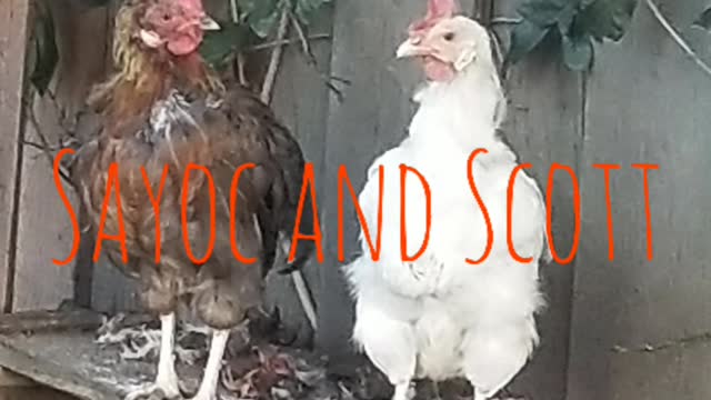 Chickens are Sayoc and Scott!