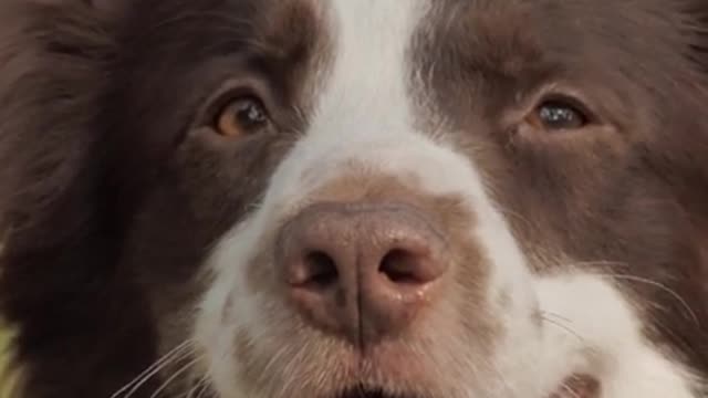 Smiling dog, very cute