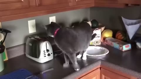 Funny Animal Videos 2023😂 Funniest Cats And Dogs Video😊😂🤣🐱🐱🐱🐱🐱