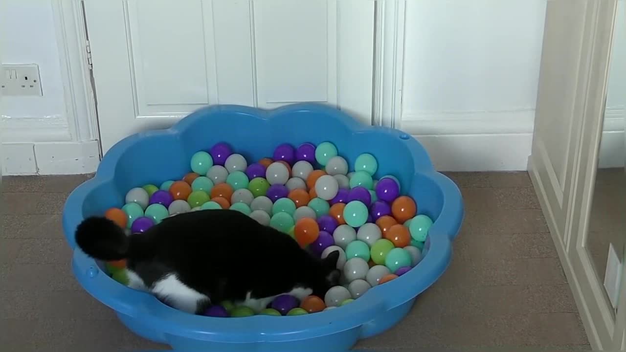 Happy National Cat Day! Cat plays in Ball Pit for the first time