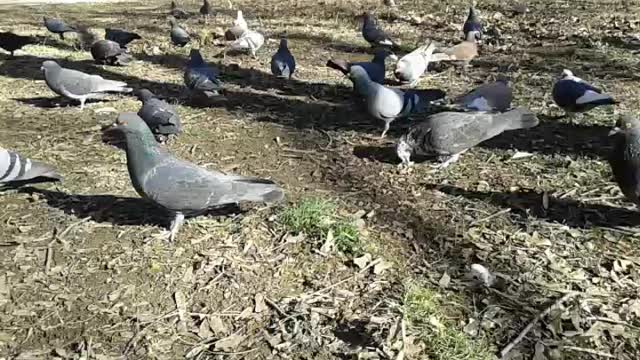 Feeding the pigeons.