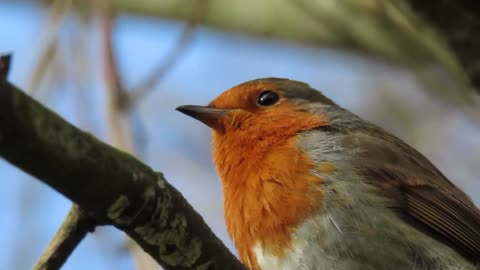 Robin singing back to another Robin...Cork City Ireland...Loving...