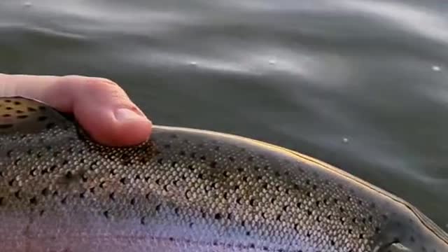 Do any other trout fight as hard as a big rainbow