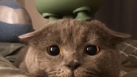 Cute cat video