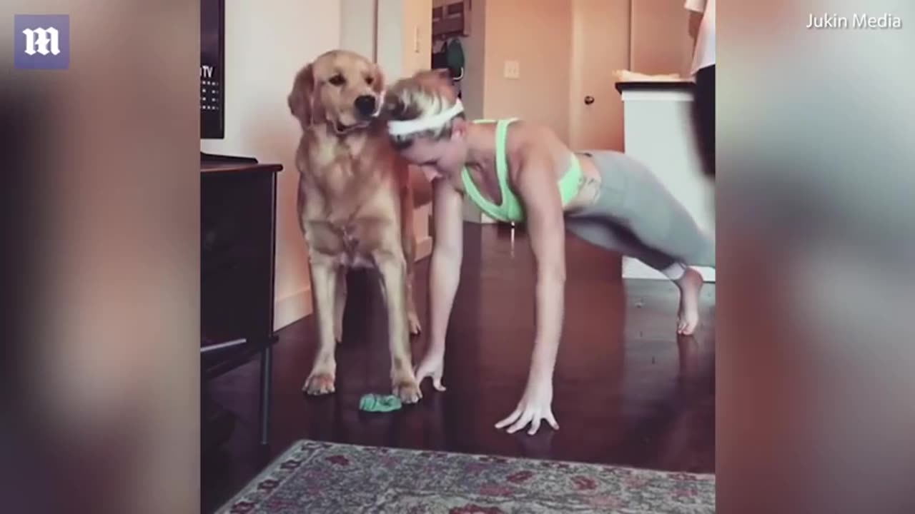 Push .ups impossible for his very happy 😊 dog