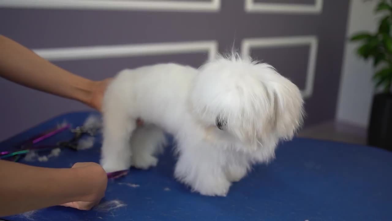 MALTESE PUPPY, FIRST SCISSOR cuteness guaranteed!