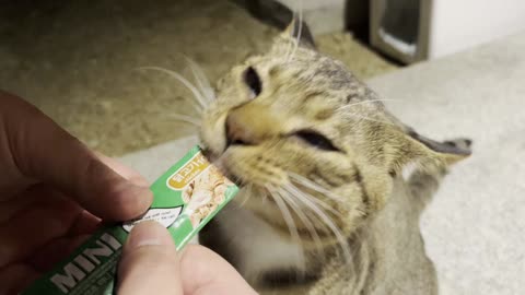 It's a street cat