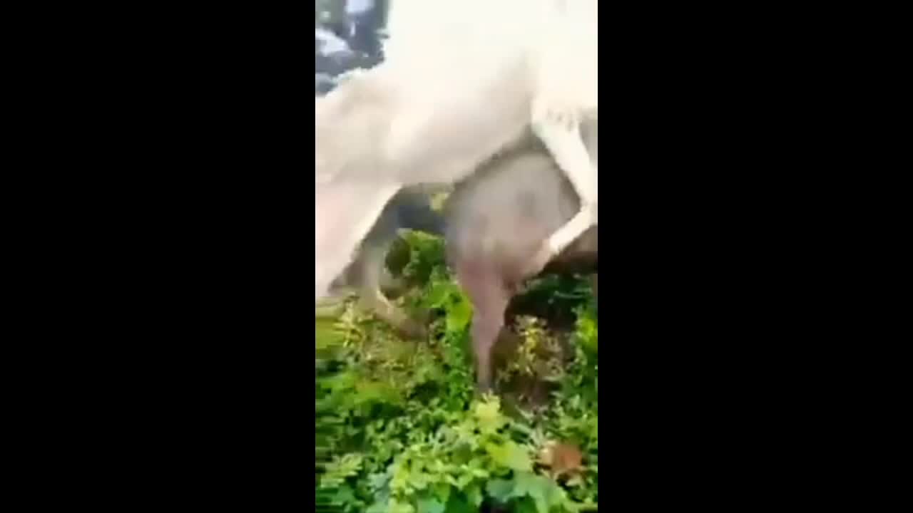 Funny moment horse having pig