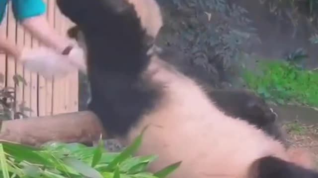 Xiong Bao should lose weight. He can't hold you anymore.