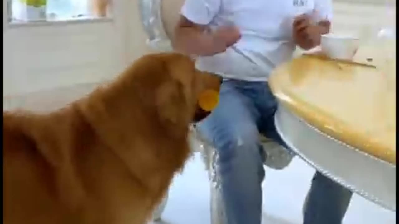 The dogs are cute and funny