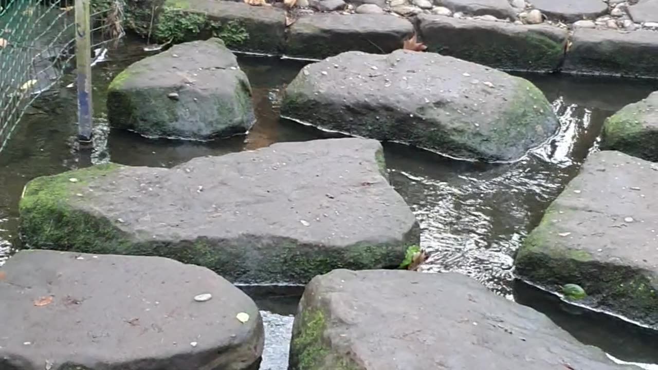 Puppies Attempt To Cross