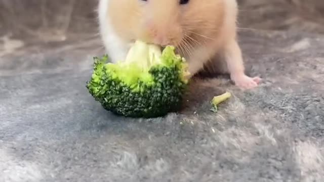 Hamster take a shower