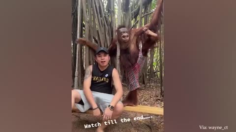 The Orangutan wanted to see the baby ❤️ Funniest Monkey Videos