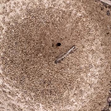 Ants,Ants,Ants and more Ants