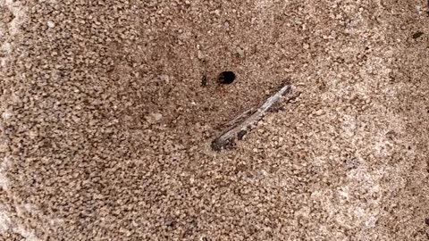 Ants,Ants,Ants and more Ants