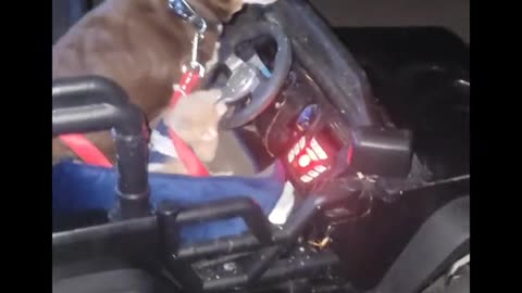 15_#foryou #driving #pets #viral