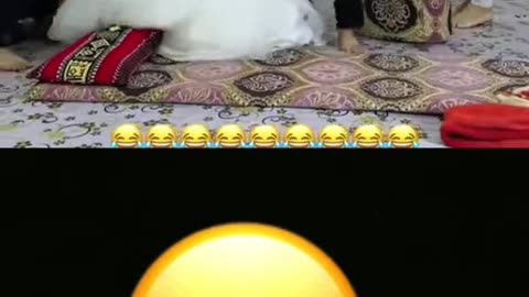 Funny video fake married🤣🤣