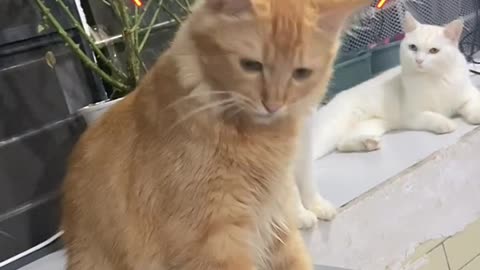 hear a dog barking.