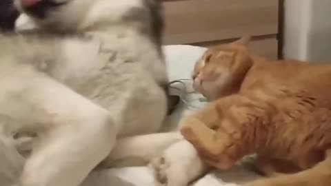 Funny Cats | Cute Cates | Funny Animals For Kids | Cute Animals | Part 22 | The Pet Collections 1992