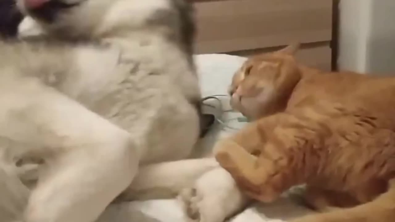 Funny Cats | Cute Cates | Funny Animals For Kids | Cute Animals | Part 22 | The Pet Collections 1992
