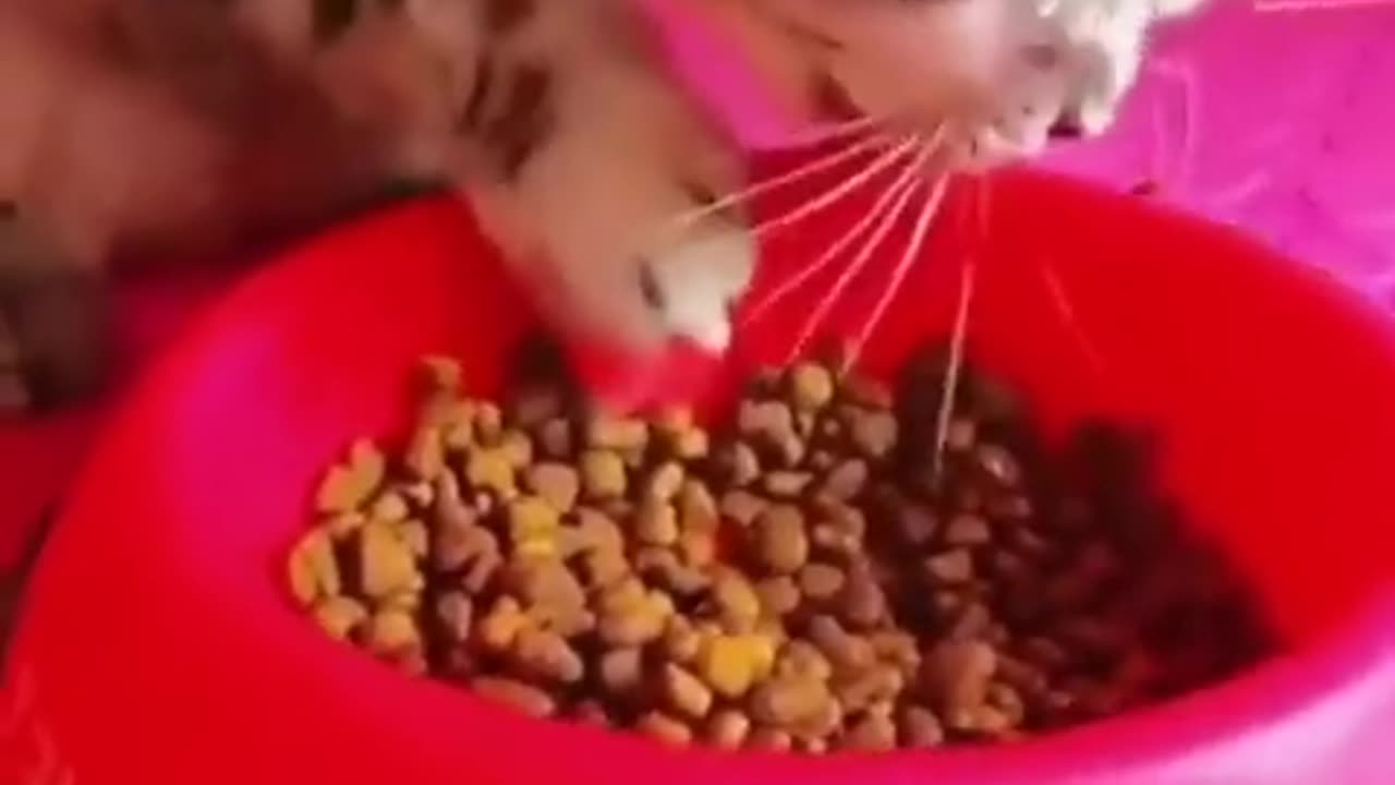 Cat Meal Time, "Hungry Cat Devours Delicious Cat Food"