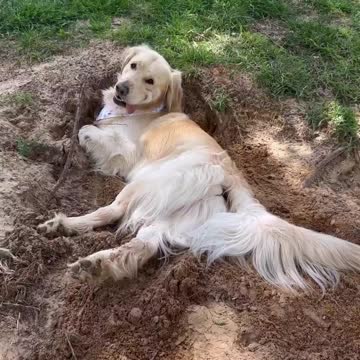 santa baby dear santa buy me dog training #goldenretriever#dogtraining