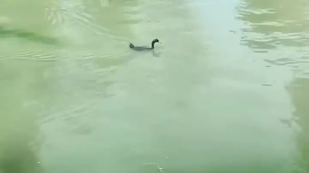 Funny video of Duck & tiger ever.