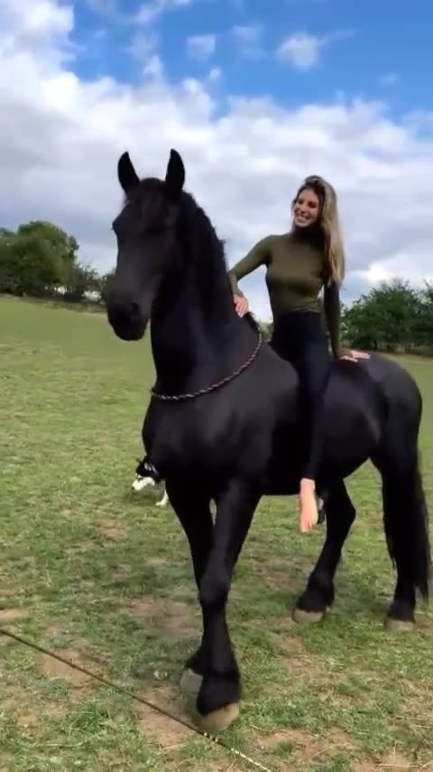 Friesian Horse Love