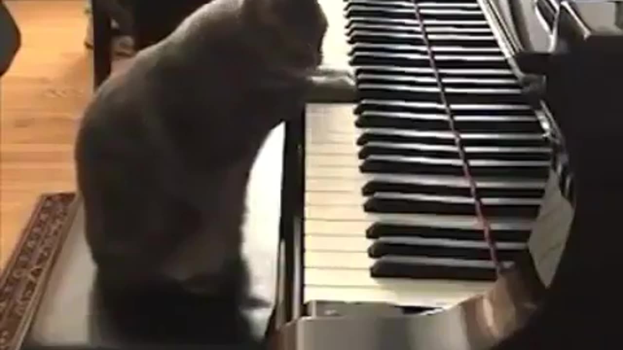 funny animals