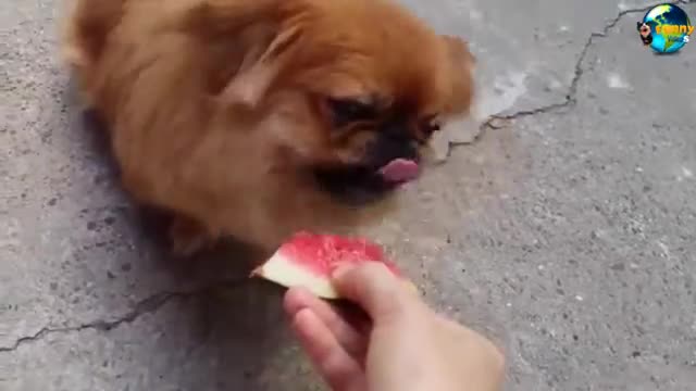 TOP FUNNY AND CUTE DOG VIDEO COMPILATION LAUGH AND FUNNY