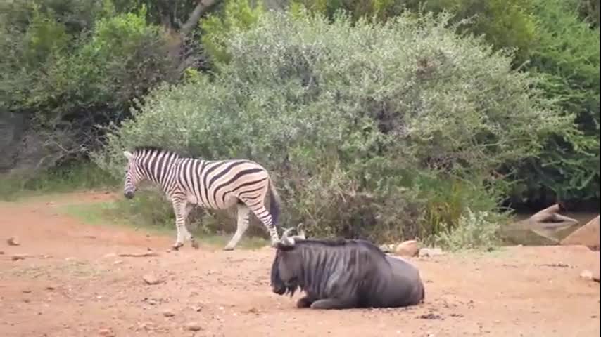 What a wonderful world of animals