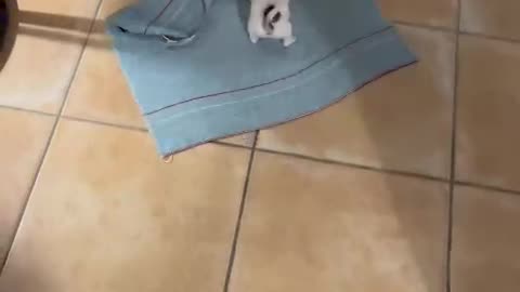 Chihuahua Hitches A Ride