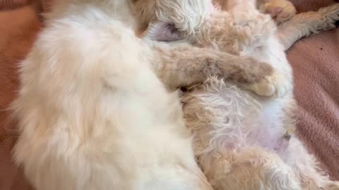 Birman Cat Cuddles And Kisses Doodle Puppy