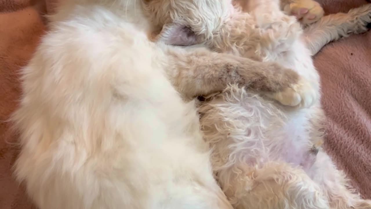 Birman Cat Cuddles And Kisses Doodle Puppy