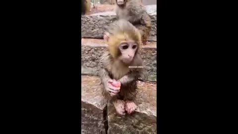 Cute baby animals collection of adorable animal moments part 7