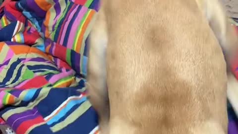 Dog Gets Protective of Sleeping Kid