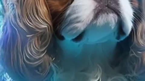 Ai dog training