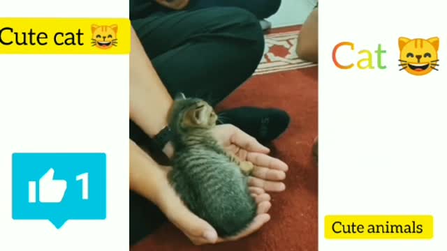 Best Funny Animal Videos Of The 2022 🤣 - Funniest Cats And Dogs Videos 😺😍