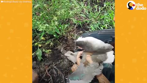 Two Wild Birds Were Tied To Each Other _ The Dodo