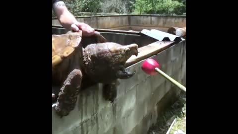 Turtles attack