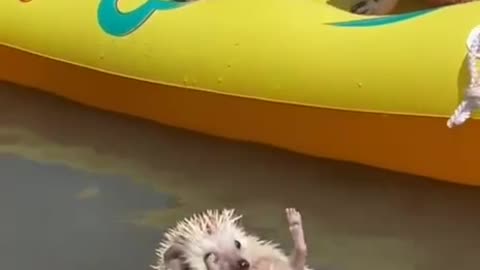 TRY NOT TO LAUGH 😆 Best Funny Videos Compilation 😂😁😆