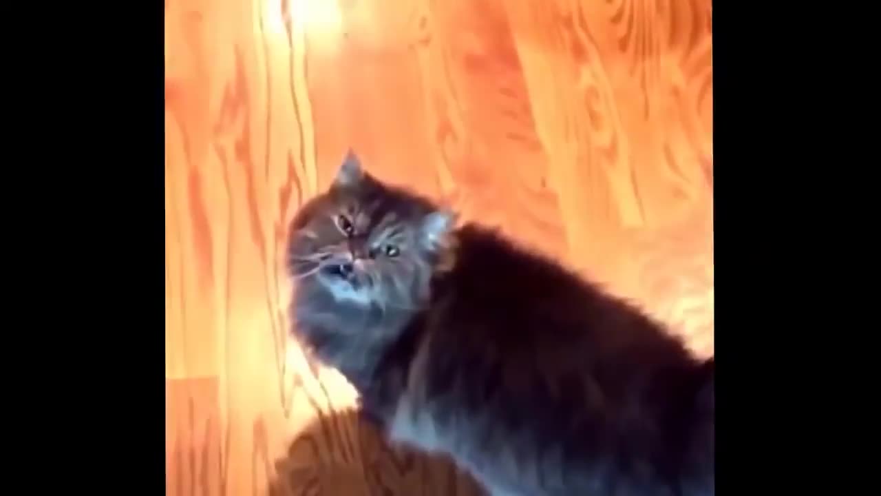 cat funny video