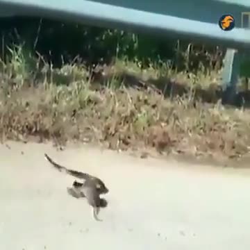 Rodent fights snake to get baby back