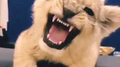lion cub said meow meow