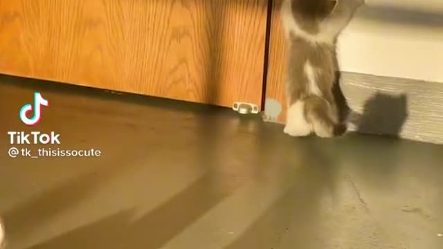 The cat trying to catch the shadow
